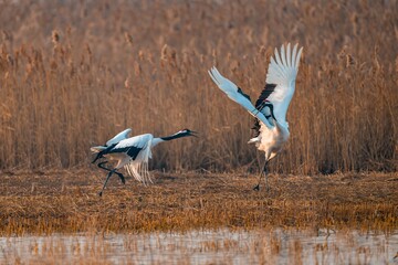white tailed cranes in flight