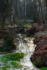 Leśne moczary w zimowy, beżnieżny dzień. Brzegi porastają wysokie, bezlistne drzewa. Kępy trawy i szuwry porastające brzegi mają żółty kolor.  © boguslavus