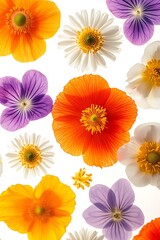 Colorful Spring Meadow Flowers