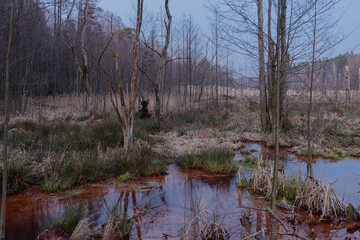 Leśne moczary w zimowy, beżnieżny dzień. Brzegi porastają wysokie, bezlistne drzewa. Kępy trawy i szuwry porastające brzegi mają żółty kolor.  © boguslavus