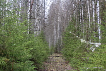 forest of northeastern Europe in mid-spring
