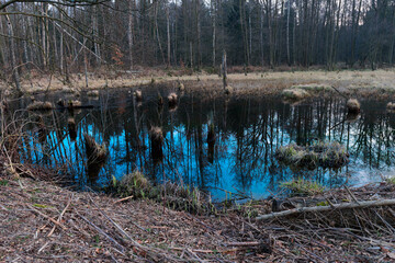 Leśne moczary w zimowy, beżnieżny dzień. Brzegi porastają wysokie, bezlistne drzewa. Kępy trawy i szuwry porastające brzegi mają żółty kolor.  © boguslavus