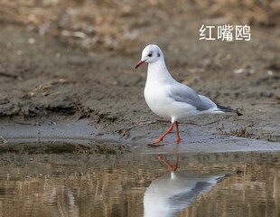 seagull on the beach