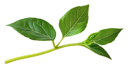 Fototapeta premium Exploring green leaves and buds nature plant isolated on transparent background