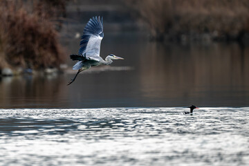 birds in the wildlife