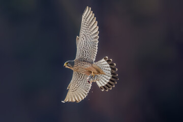 eagle in flight