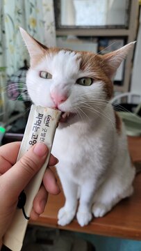 cat003