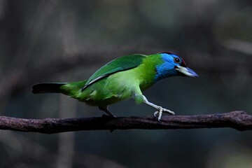 blue and yellow macaw