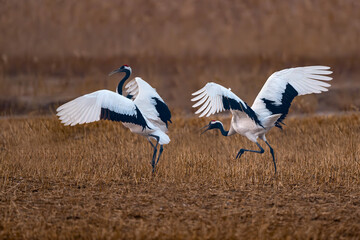 flying birds in the wildlife