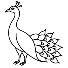 Peacock vector illustration 