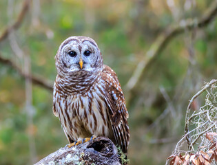 BARRED OWL