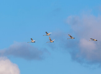 Fototapeta premium flock of geese flying