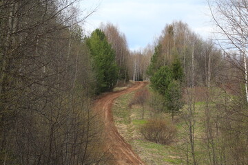 Obraz premium dirt roads in the forest in mid-May