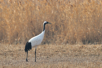 grey heron ardea cinerea