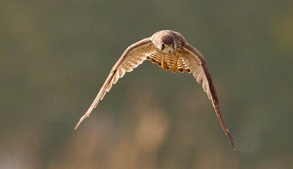 common buzzard in flight