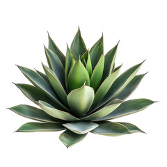 tropical agave bush plant isolated on white or transparent background