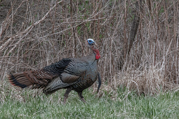 Eastern Wild Turkeys