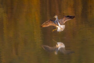 Obraz premium great crested grebe in flight