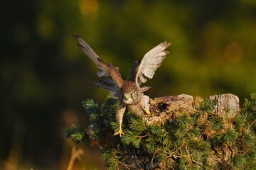 butterfly on the grass