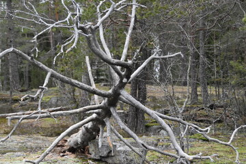 Fototapeta premium This is a dry and fallen tree in a forest. 