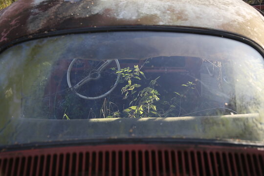old car with plant 