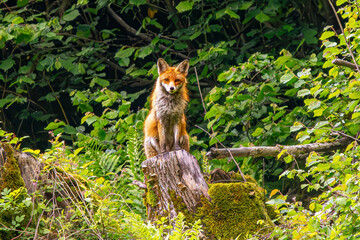 Little Fox