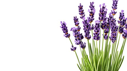 Fototapeta premium Beautiful Fresh Lavender Flowers on White Background for Design