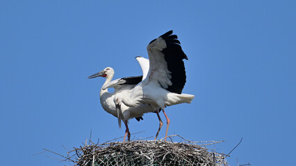 white stork in nest