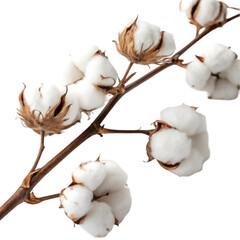 Cotton branch isolated on transparent background