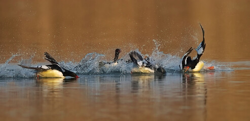 canada geese in the water