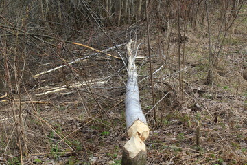 Aspen felled by beavers in mid-spring