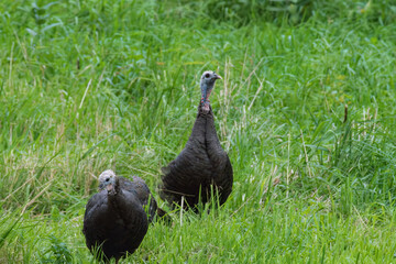Eastern Wild Turkey