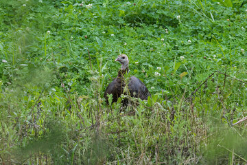 Eastern Wild Turkey