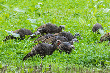 Eastern Wild Turkey