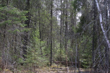 coniferous forest in mid-spring