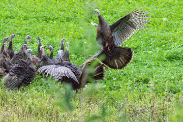 Eastern Wild Turkey, Territorial depute