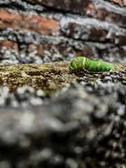 green caterpillar on a branch