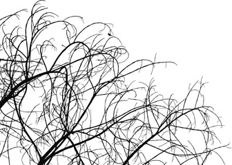 dried twigs tree branch shrub branchlet silhouette vector isolated cut out