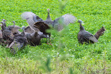 Eastern Wild Turkey, Territorial depute