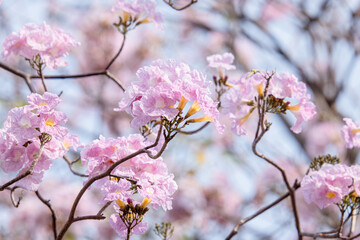 Tabebuia rosea also called pink poui, and rosy trumpet tree. Pink Flower blooming. Romantic Scene