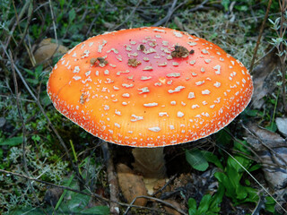 fly agaric mushroom, amanita muscaria on macro