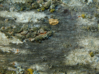 texture of the bark of a tree