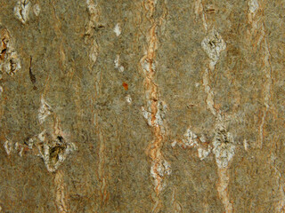 texture of the bark of a tree