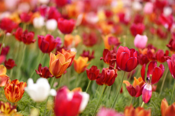 Spring blossoming red and orange tulips in garden, springtime bright flowers in the field, pastel and soft floral card, selective focus, shallow DOF, toned