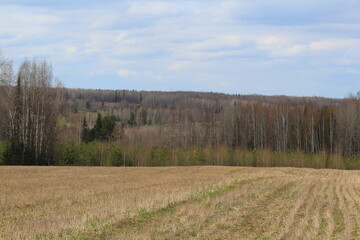 Obraz premium fields and forests of northeastern Europe in mid-spring on a sunny day
