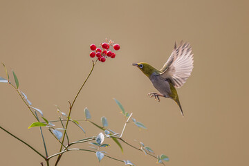 bird on a branch