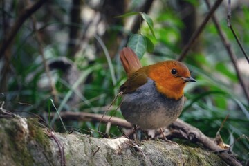 robin on a branch