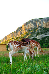 Two deer grazing peacefully in a lush meadow with a mountainous backdrop at sunset in a tranquil rural setting