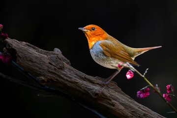 robin on a branch