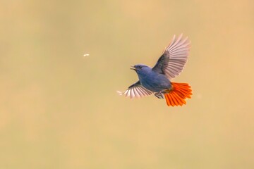 red tailed hummingbird